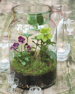 Terrarium with purple flowers, moss and a gravel base