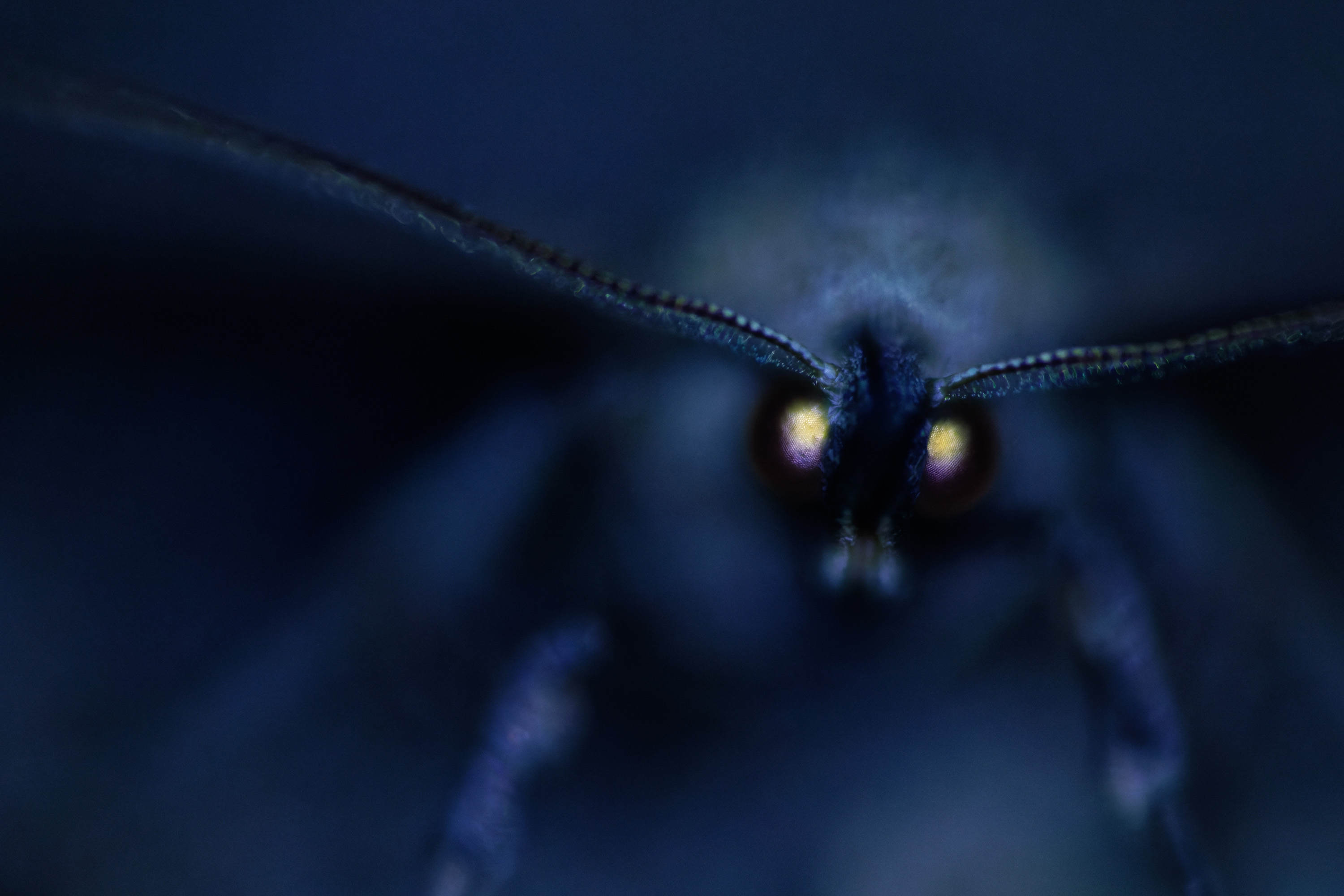 A dramatic, dark blue macro photograph of a moth&#039;s face, focusing sharply on its large, glowing yellow-and-red compound eyes in an otherwise blurred, nocturnal setting.