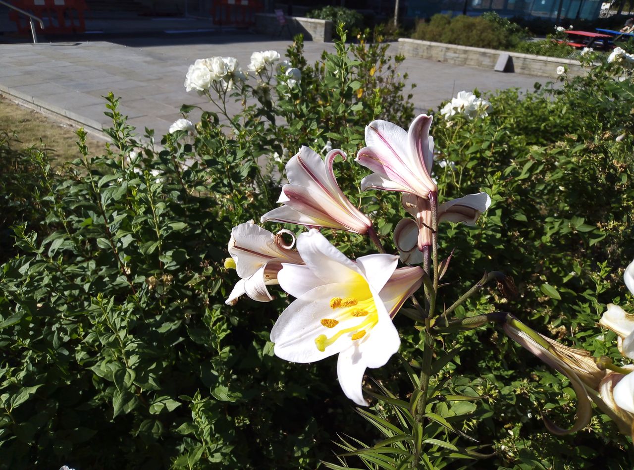 Parts of the flower are overexposed, but otherwise this a reasonably detailed image.