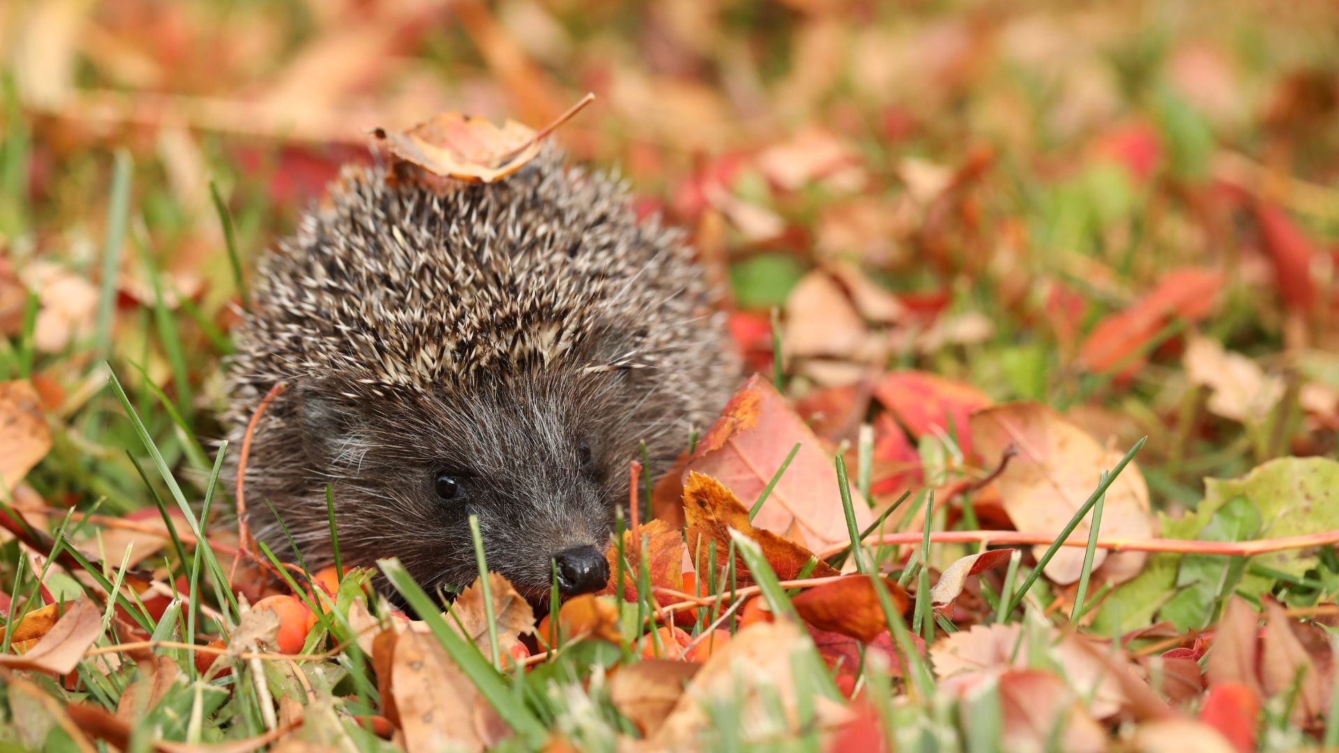 A hedgehog in some brown leaves