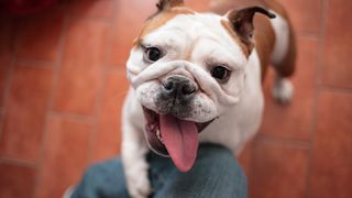 Dog jumping up on person's leg while sticking tongue out excitably