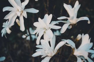 small Japanese garden ideas: small white magnolia