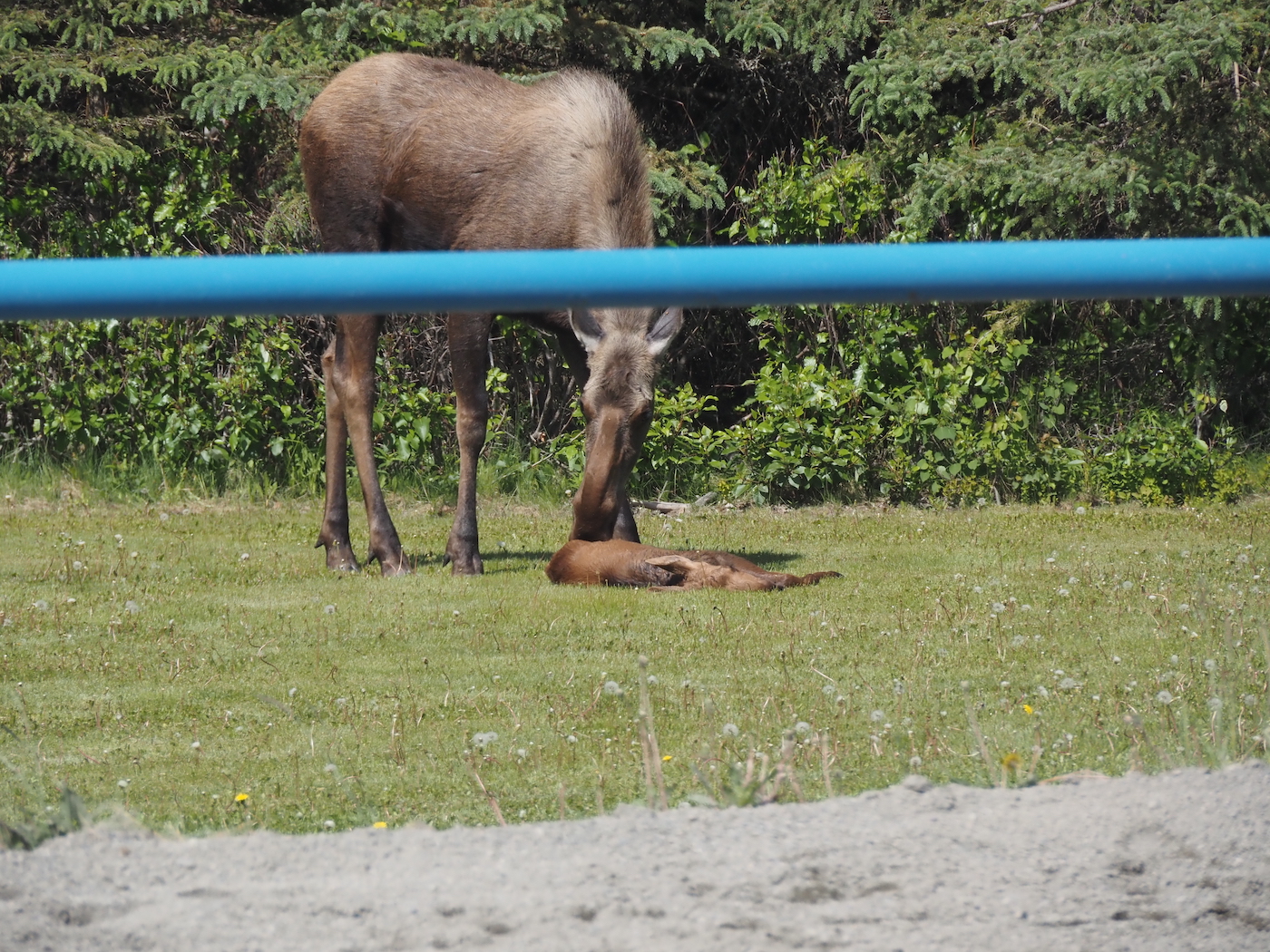 Moose2