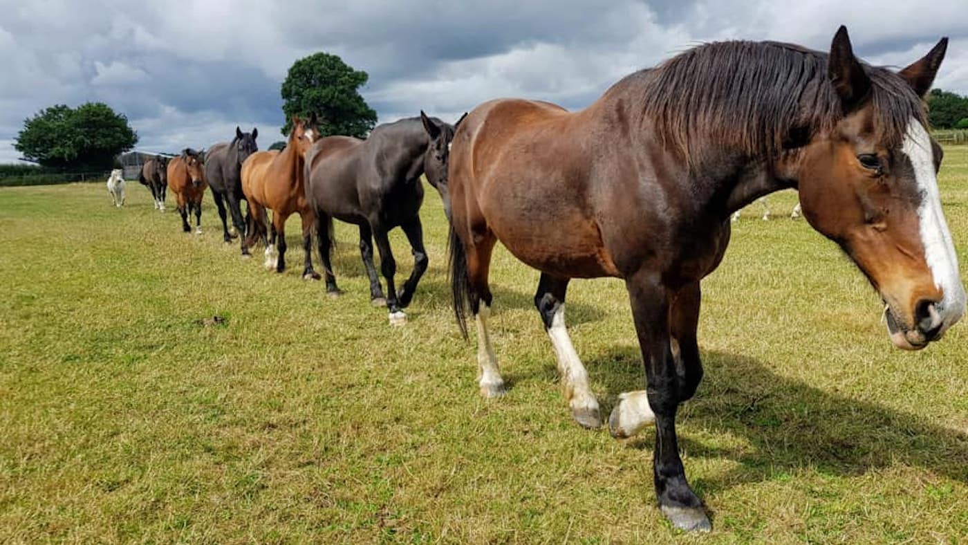 Northumbria Police horse Pilot