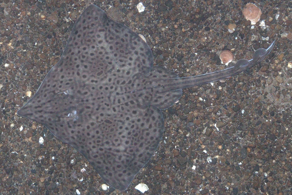 habcam, ocean habitat, marine life images