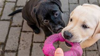 Two young dogs playing with one of the best teething toys for puppies
