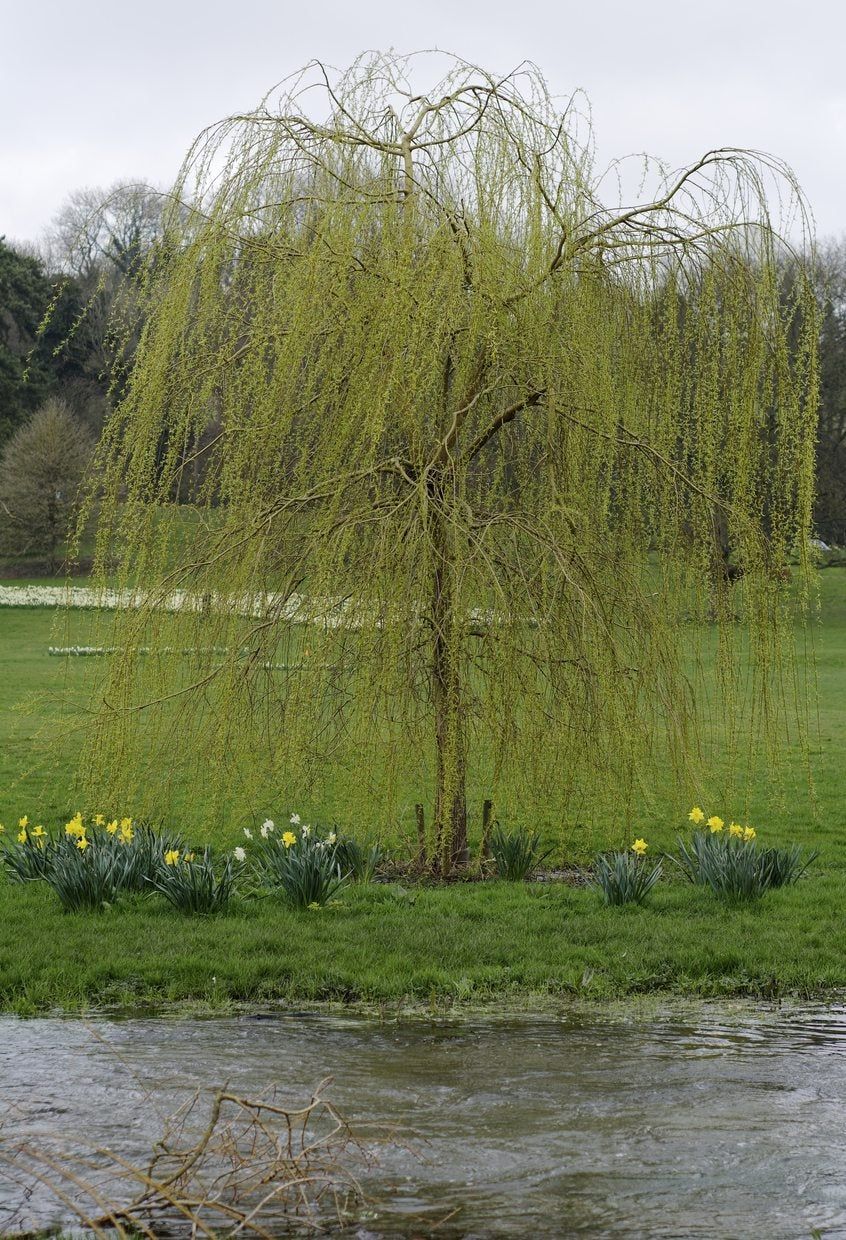 zone 5 tree