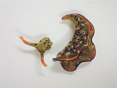 This image shows the head and the body of Elysia cf. marginata, a day after autotomy.
