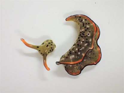 This image shows the head and the body of Elysia cf. marginata, a day after autotomy.
