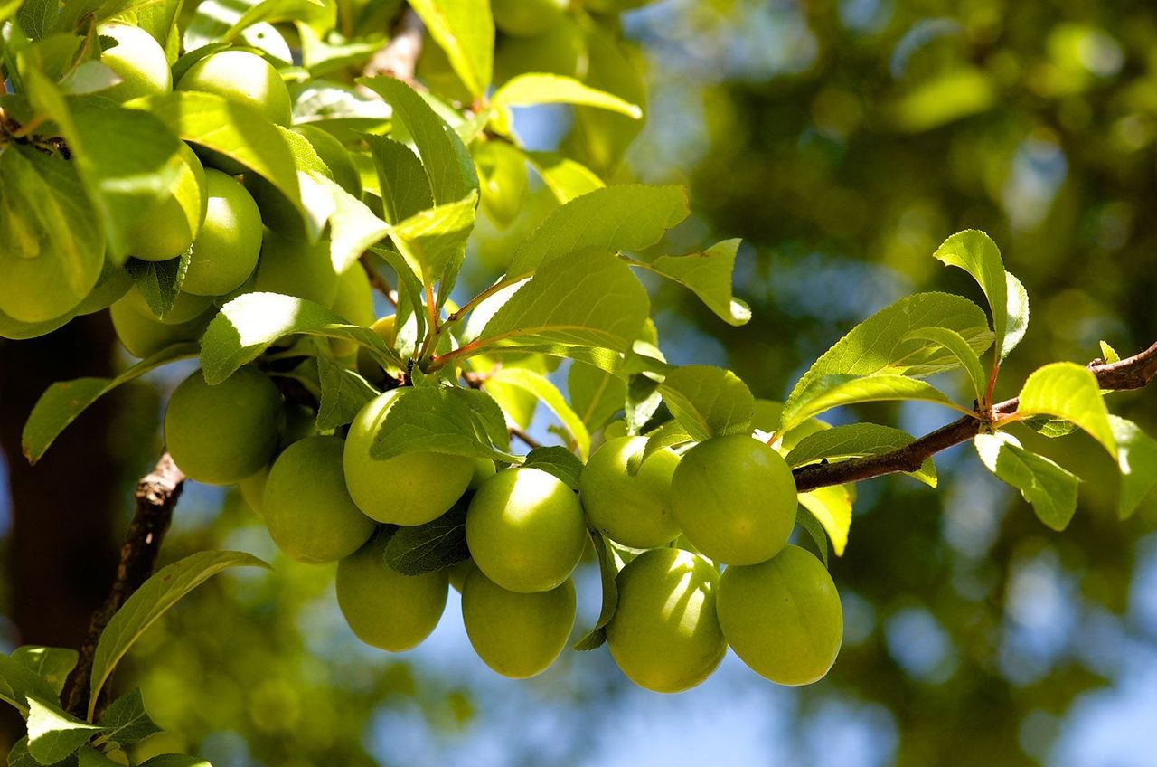 Plum Tree With Fruits