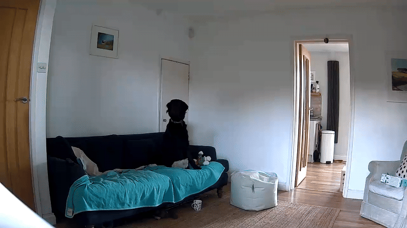 A short clip of a black retriever from the Petcube Cam 360
