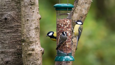 Birds on a feeder hanging in a tree