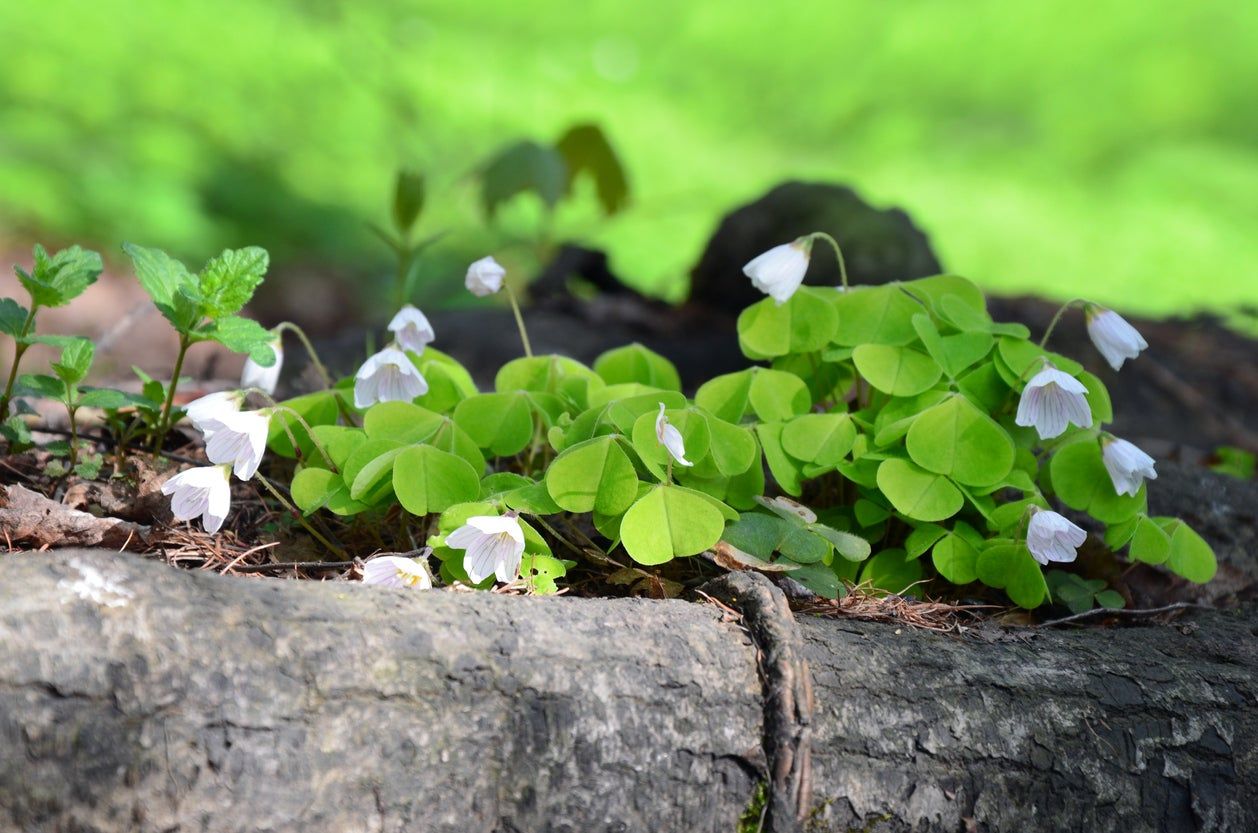 Native Plants Growing In Bark