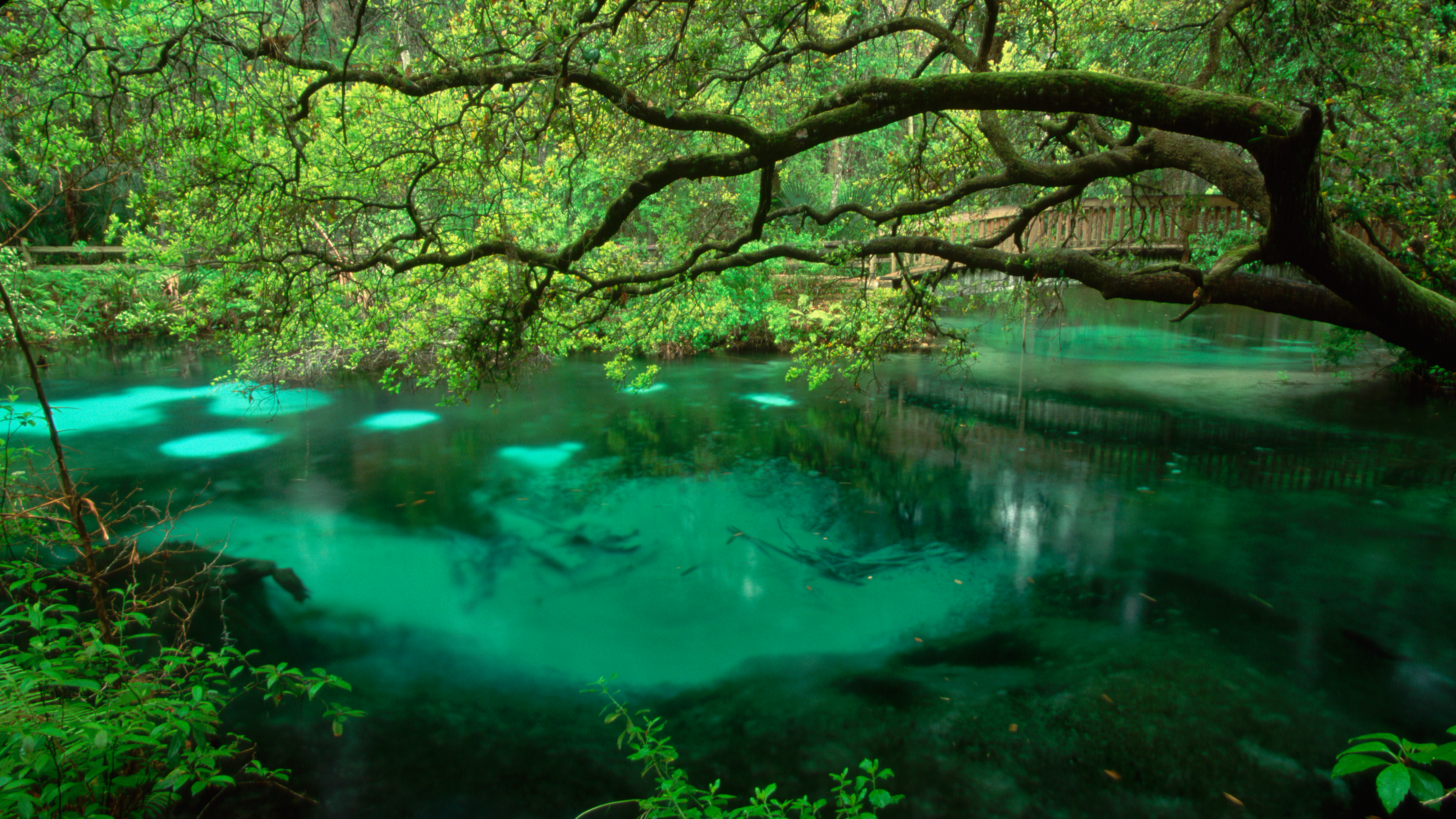 An oak tree hangs over Fern Hammock Springs, artesian springs of the Florida Aquifer