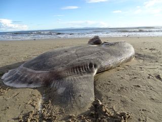 Hoodwinker Sunfish