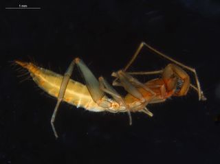 A subterranean schizomid is pictured.