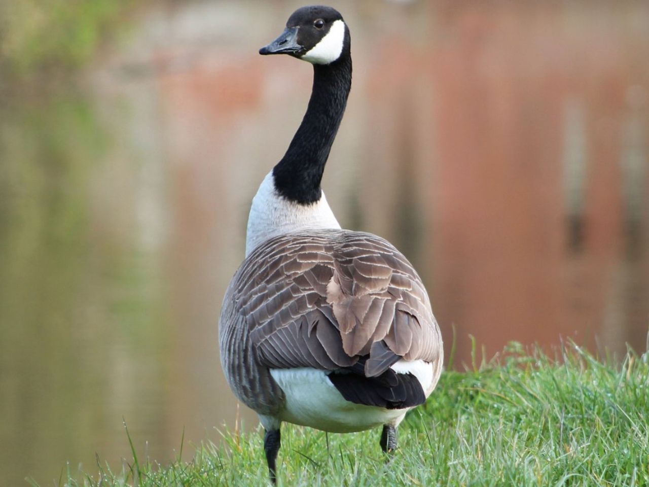 A Canada Goose