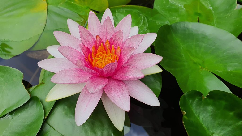 7 things that attract mosquitoes to your yard Tom's Guide