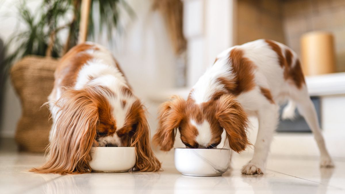 Image showcasing How to improve dog gut health | PetsRadar