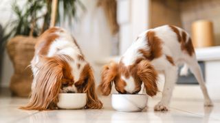 Two Cavalier King Charles dogs eating from their dog bowls