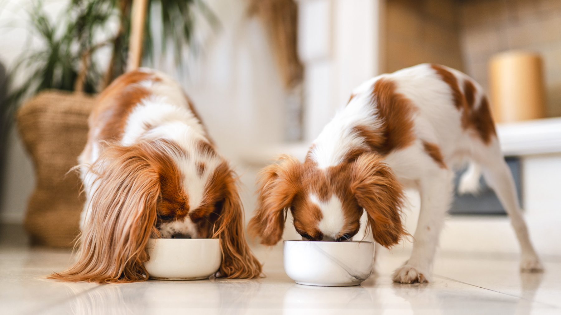 how-to-improve-dog-gut-health-petsradar