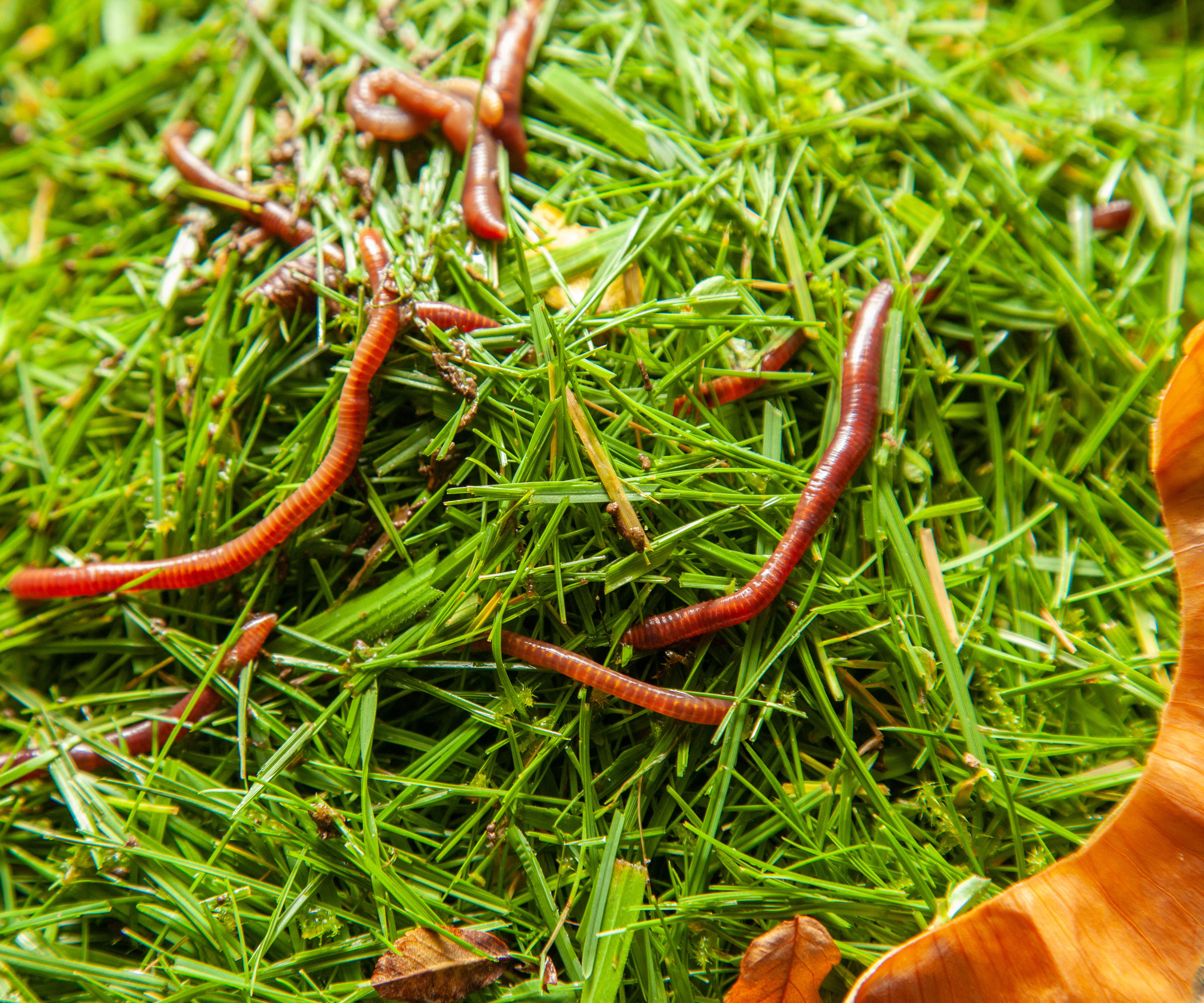 red wiggler worms on grass in compost heap