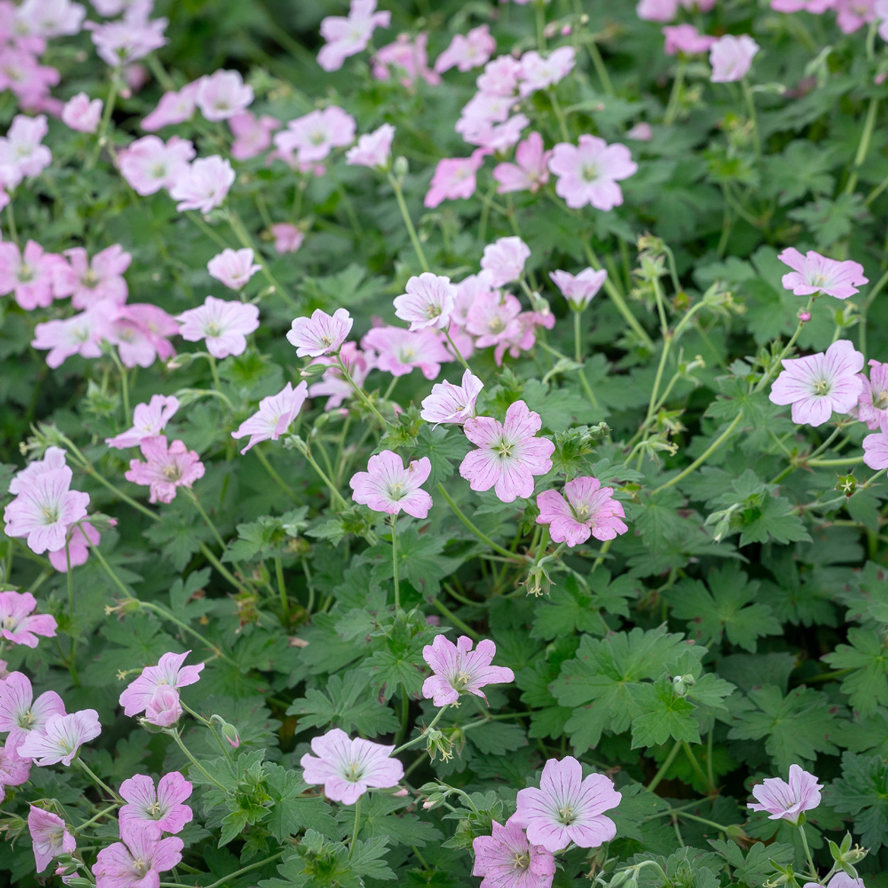 Geranium 'dreamland'