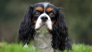 Close up of Cavalier King Charles Spaniel face