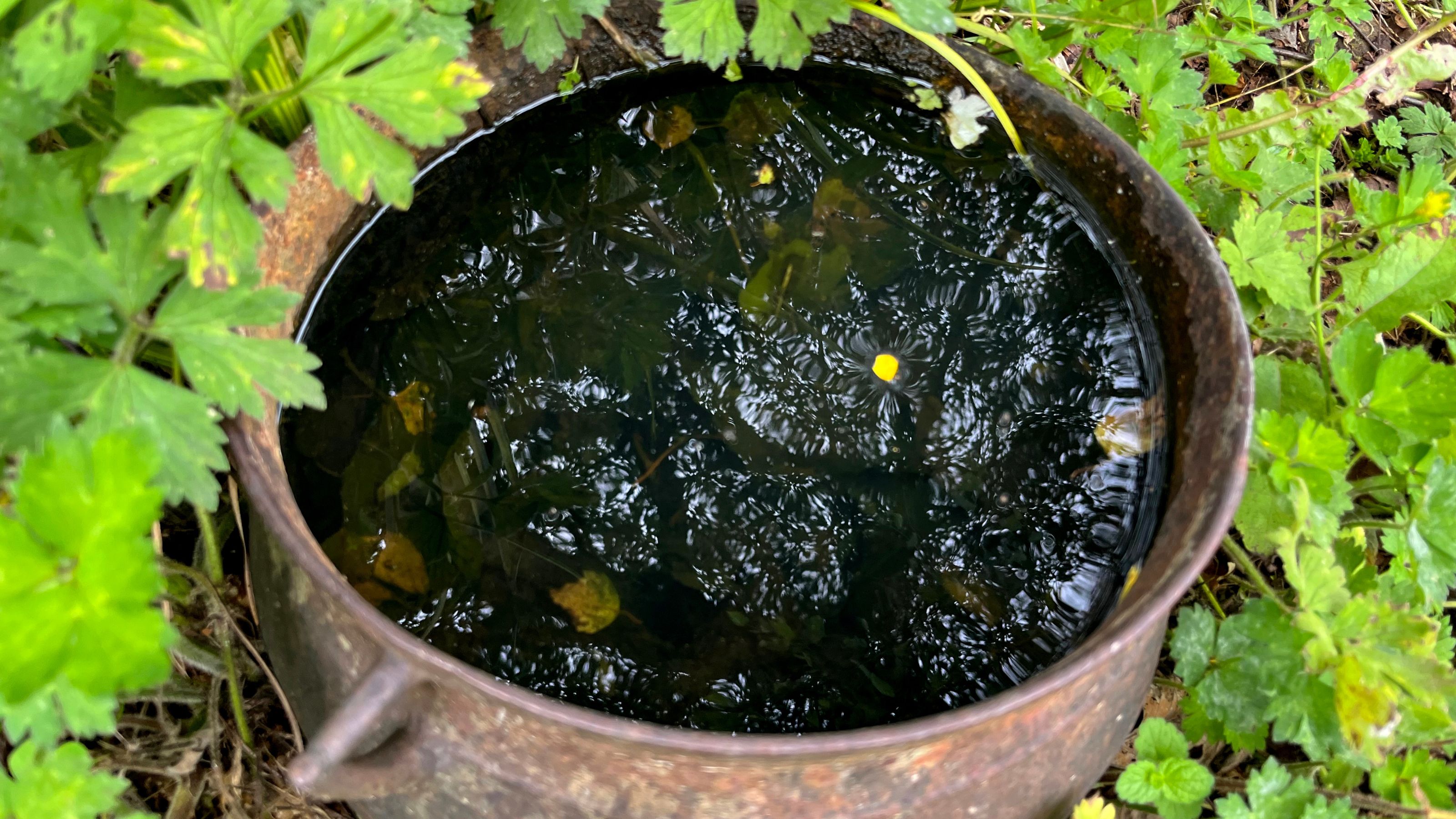 Rusty garden flower pot or planter full of summer rain water. West of Ireland