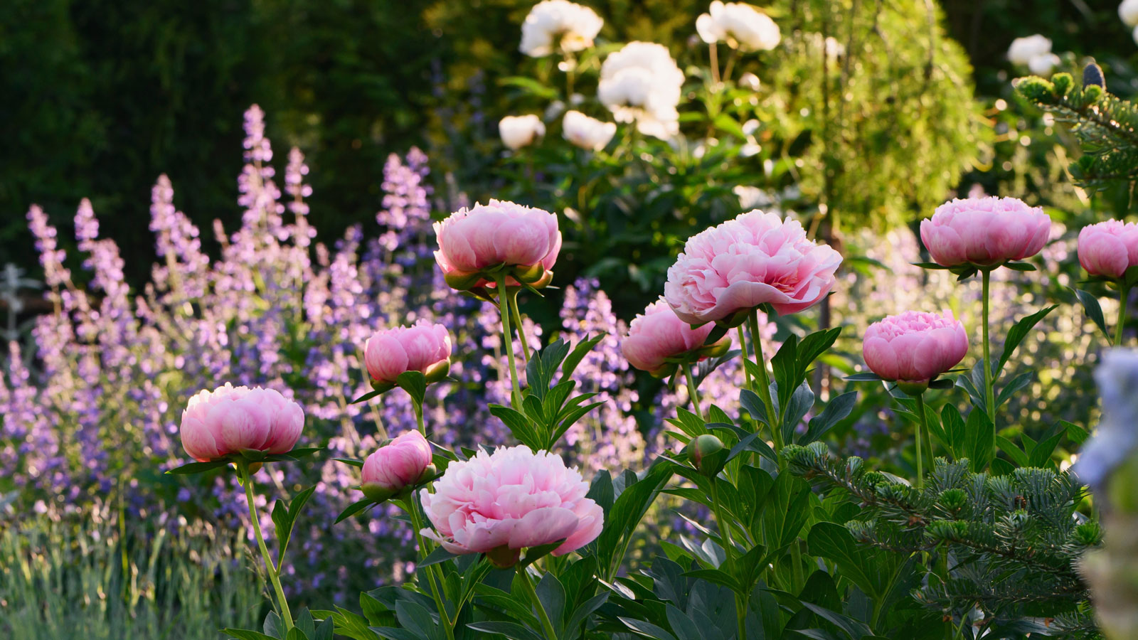pink peony plants with roses and larkspur