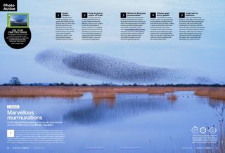 Image of project 6 from Photo Active, on photographing murmurations, Digital Camera magazine February 2024