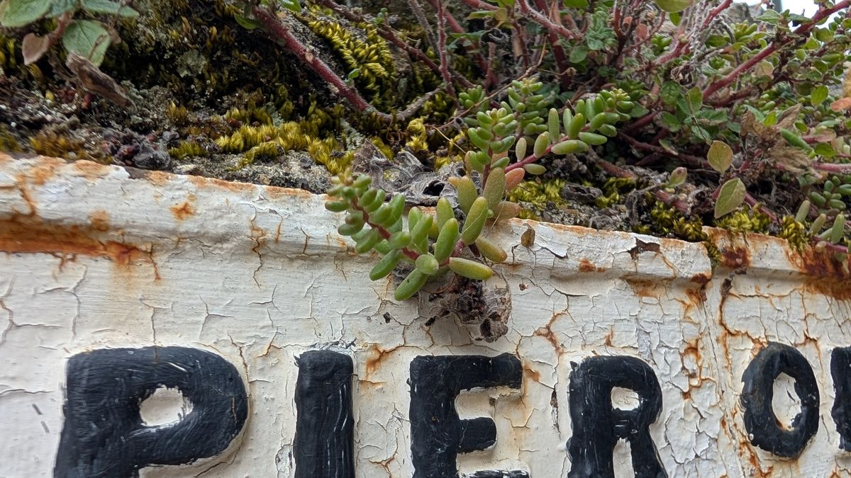 200 photos pixel 9 vs pixel 8a - pixel 9 macro shots