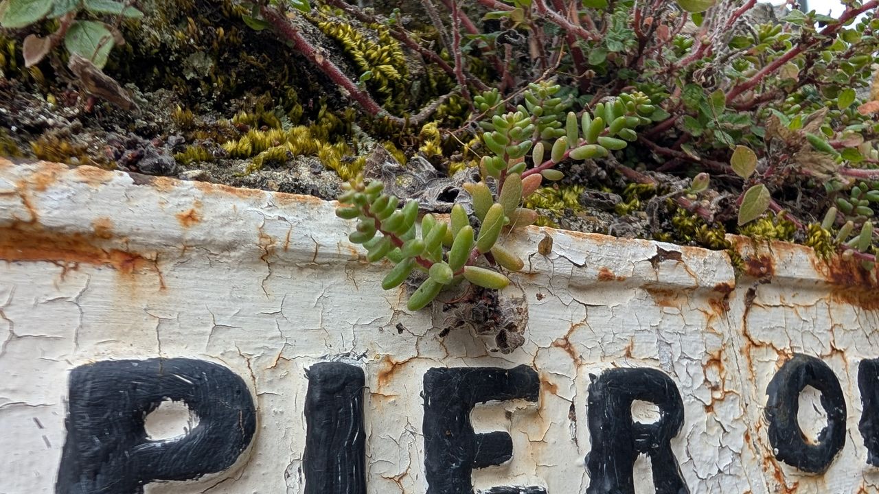 200 photos pixel 9 vs pixel 8a - pixel 9 macro shots