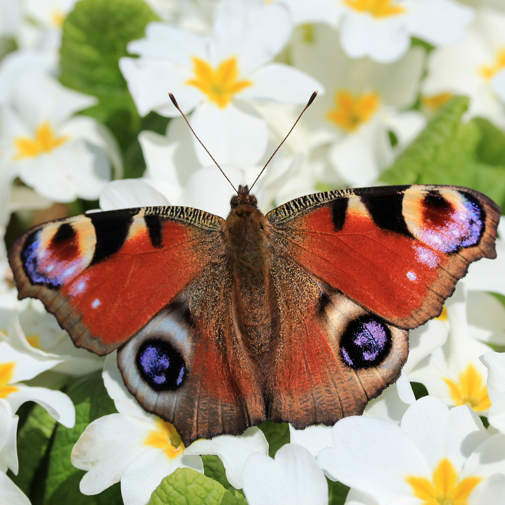 Peacock butterfly resting on a white primrose flower