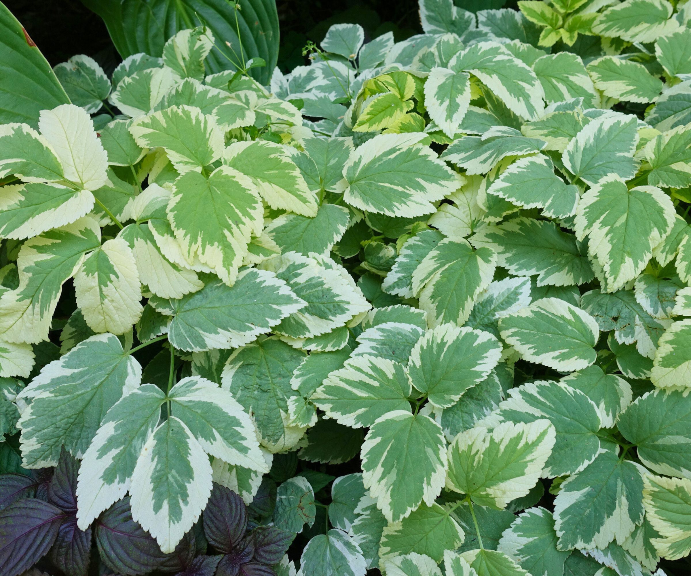 Bishop's Weed