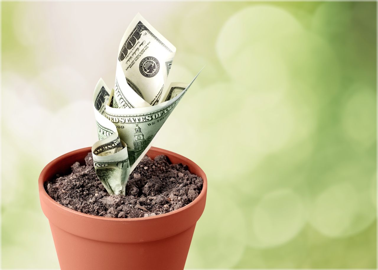 currency in a flower pot