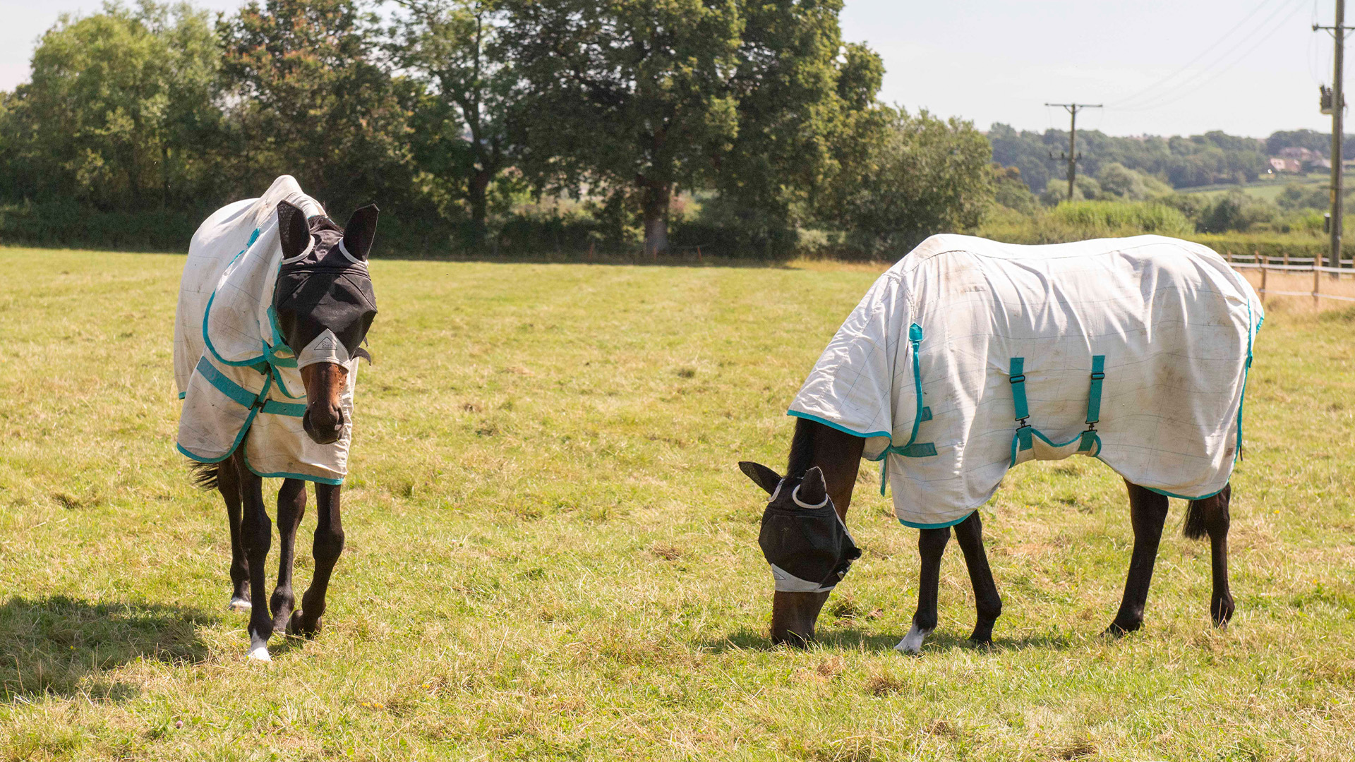 Two horses wearing fly rugs and fly masks