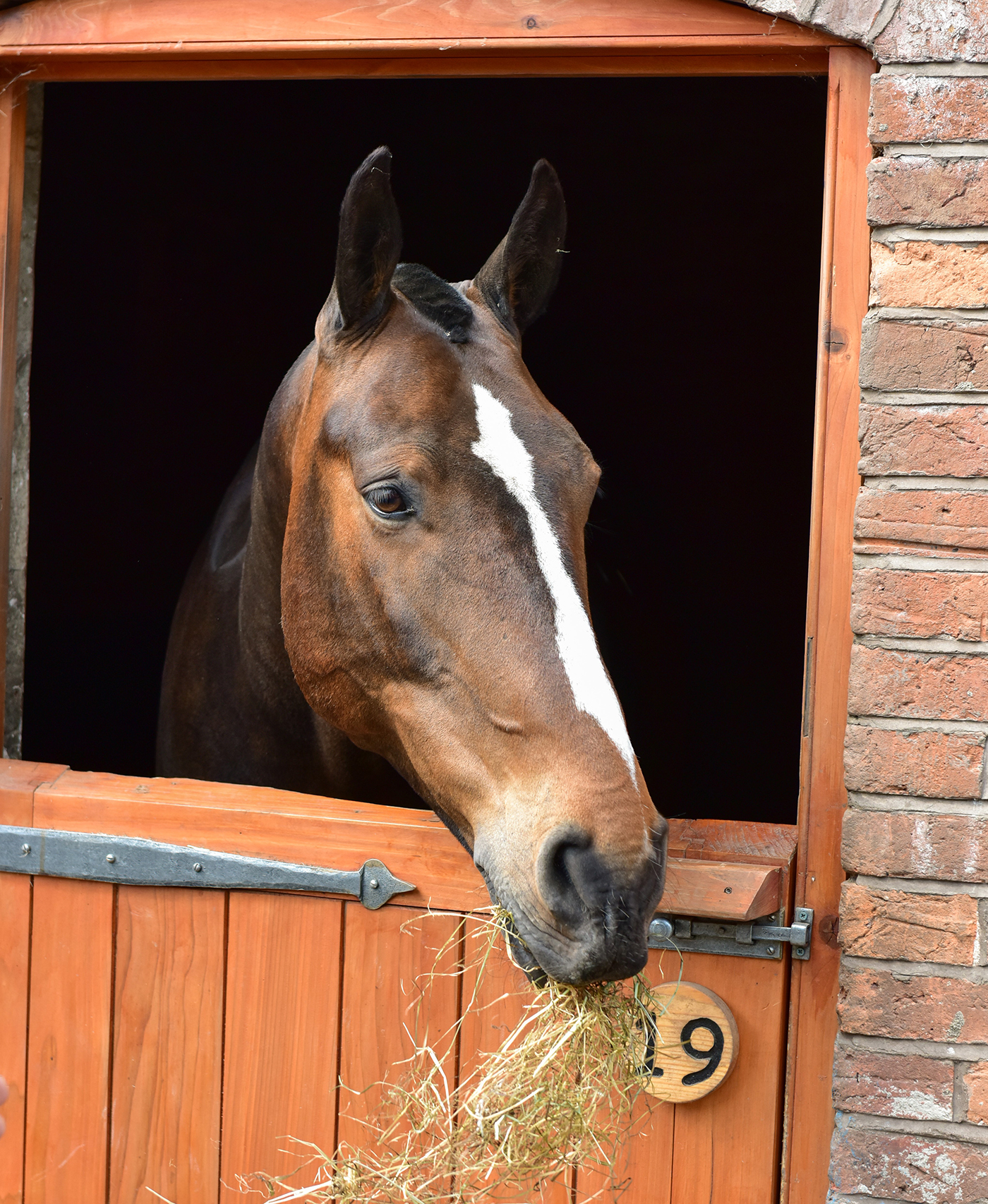 A bay horse with a white stripe looks over a stable door with hay in his mouth