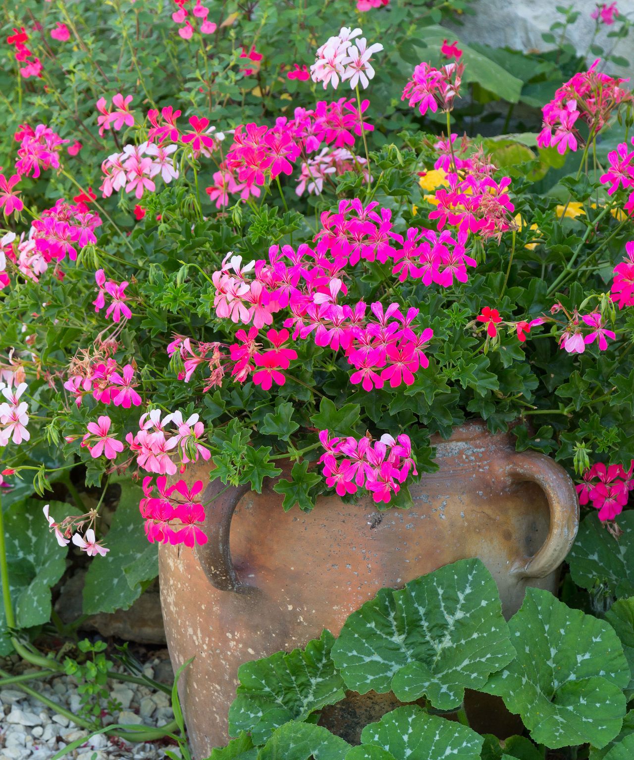 Best patio plants 21 picks for yearround color and style Gardeningetc