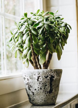 Money plant in cemet pot on a windowsill