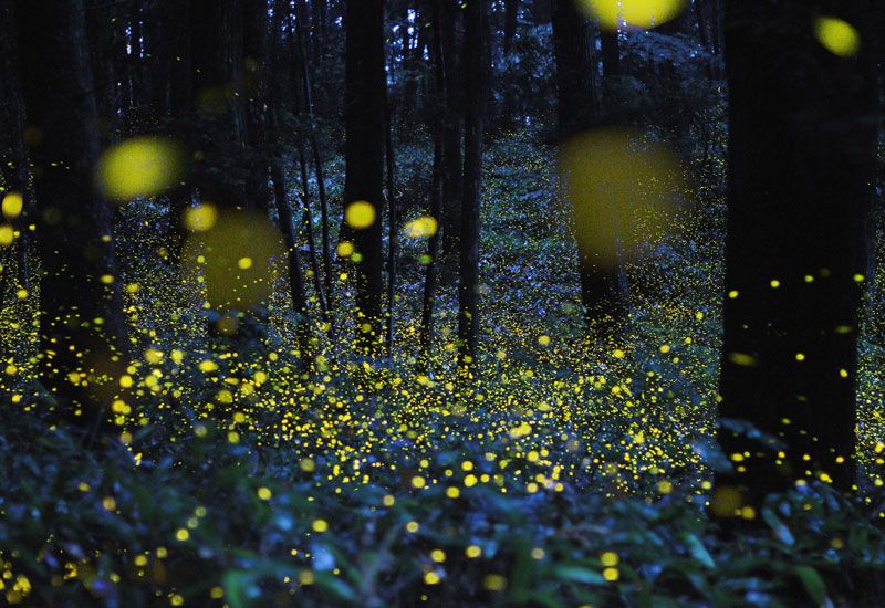 A composite image showing hundreds of fireflies flashing at night