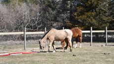 Warrior-Ranch-1-1.jpeg