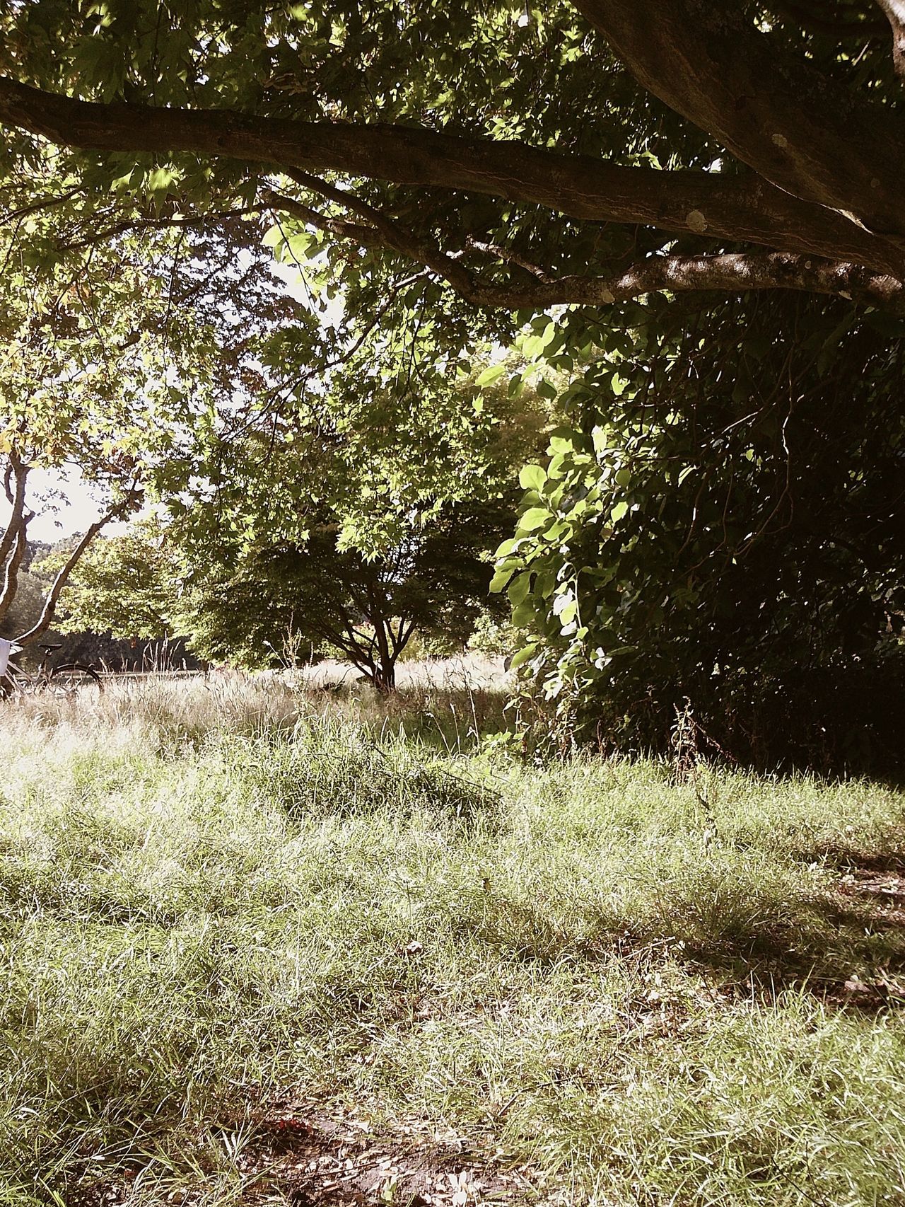 Image taken using the Camp Snap 2