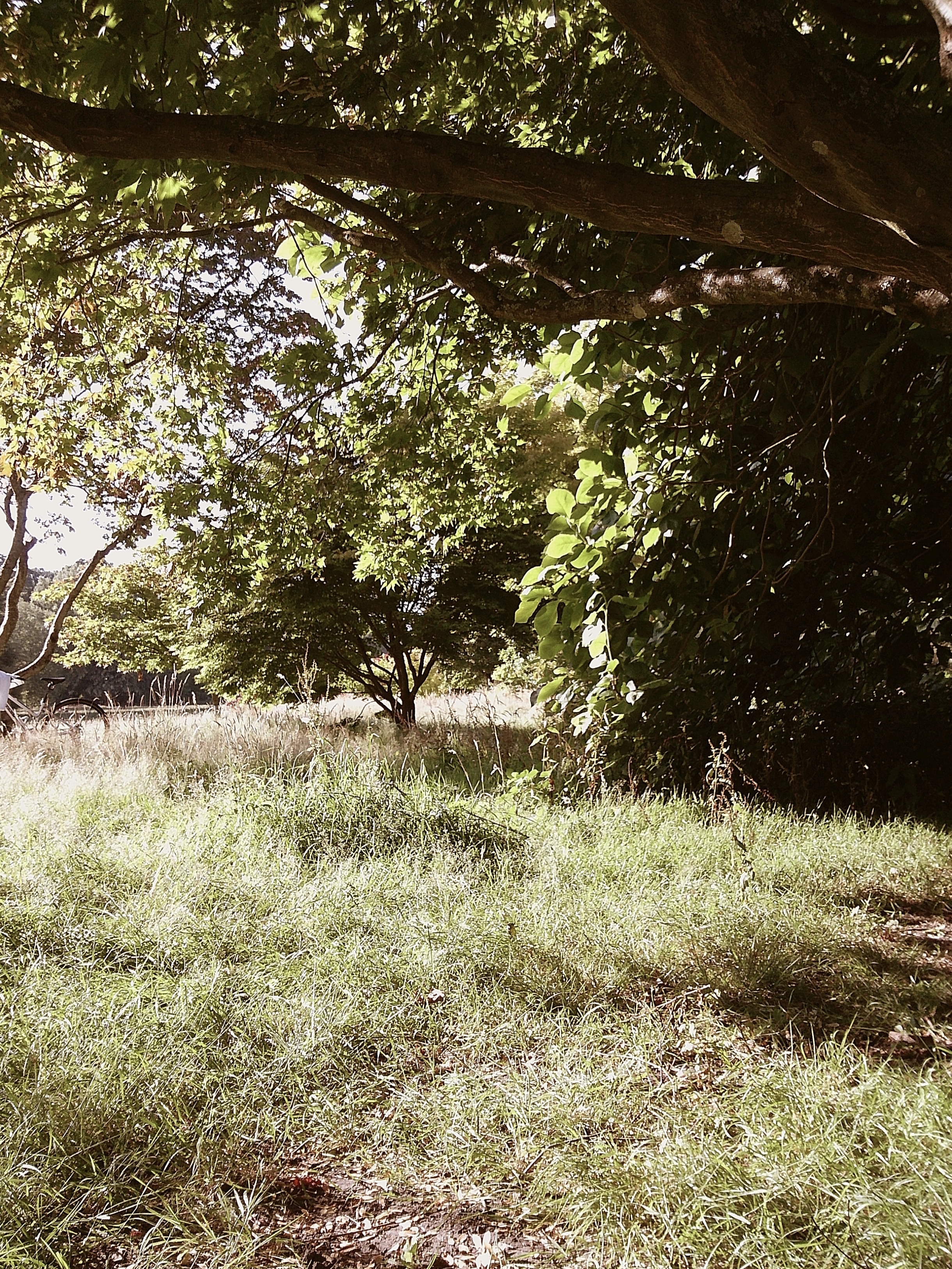 Image taken using the Camp Snap 2