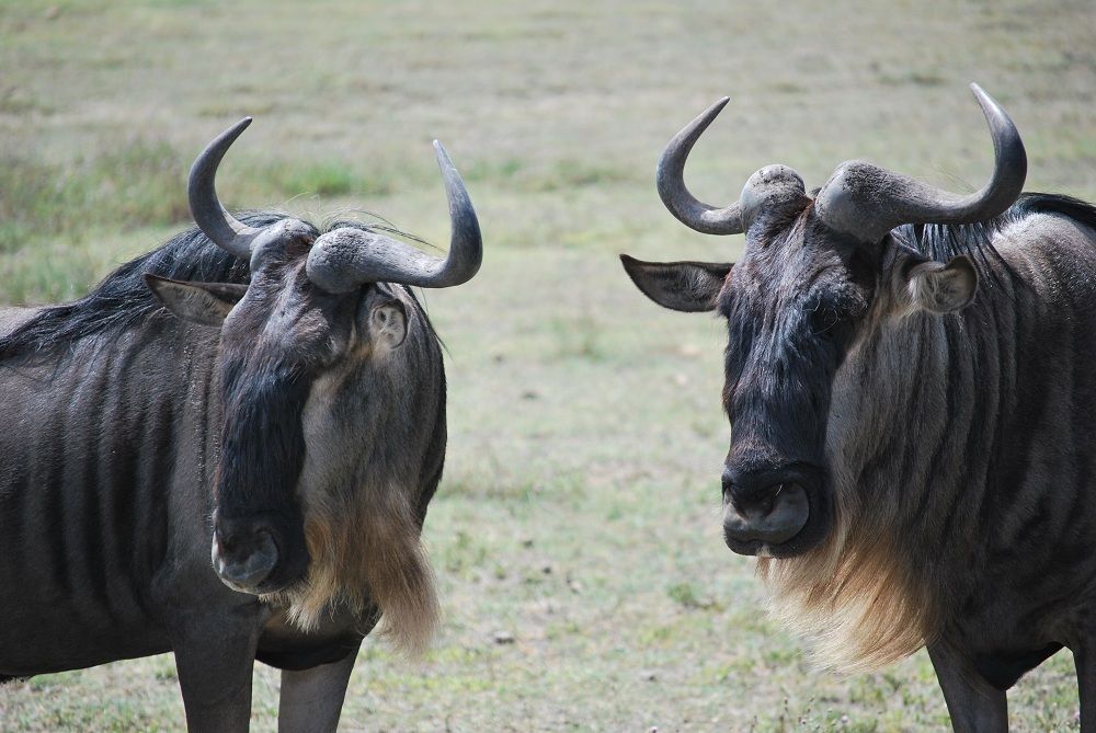Facts About Gnus (Wildebeests) | Live Science