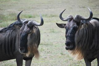 wildebeests, gnus, largest antelope