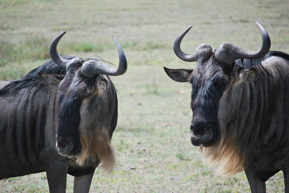 Facts About Gnus Wildebeests Live Science