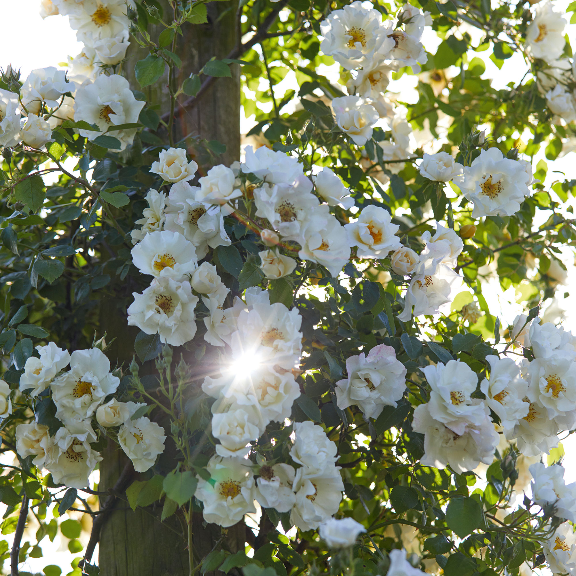 'Shropshire Lass' rose