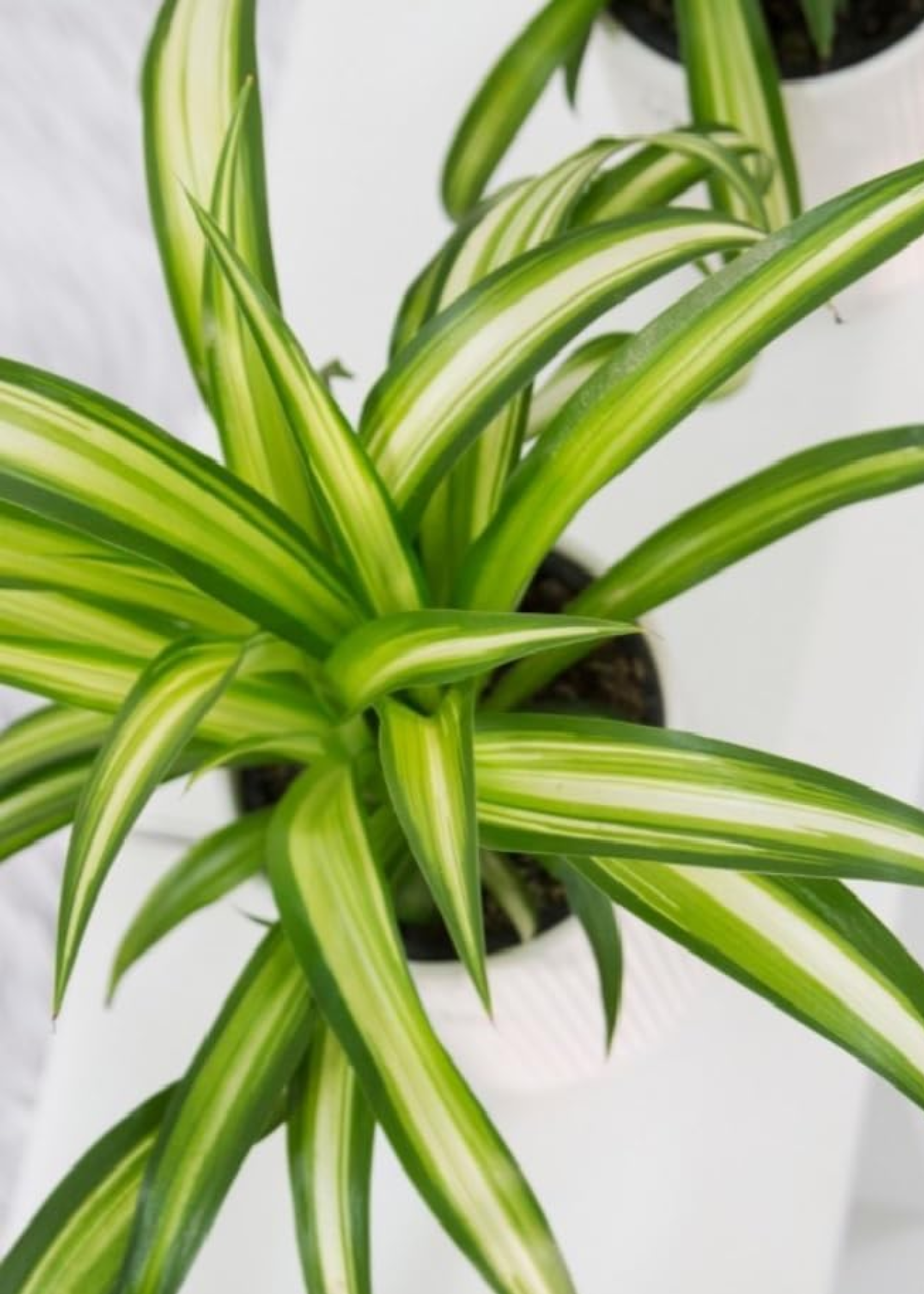 A close-up of a Hawaiian spider plant