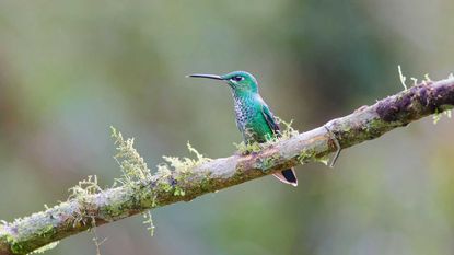 blue hummingbird on branch